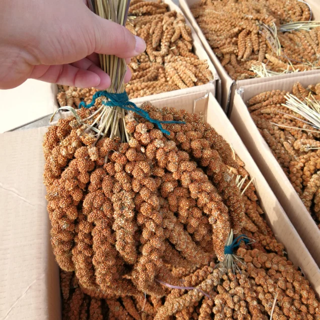 
 Высококачественные спреи из пшена красного цвета  