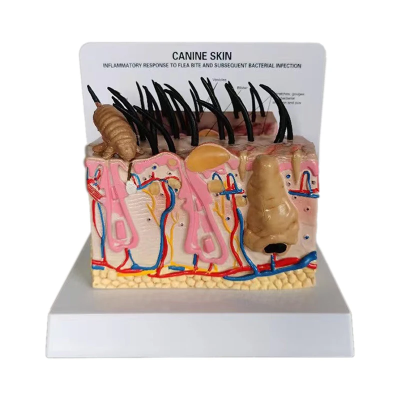 medical science dog  skin anatomy model canine professional  medical for veterinary
