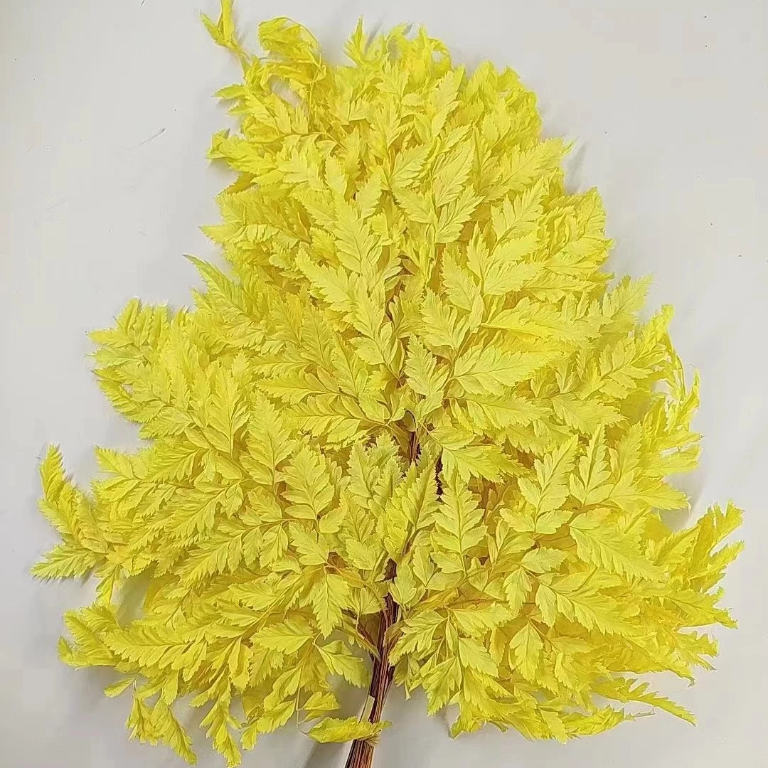 High Quality Flowers Arrangement Decorative Materials Preserved Alpine fern for decor