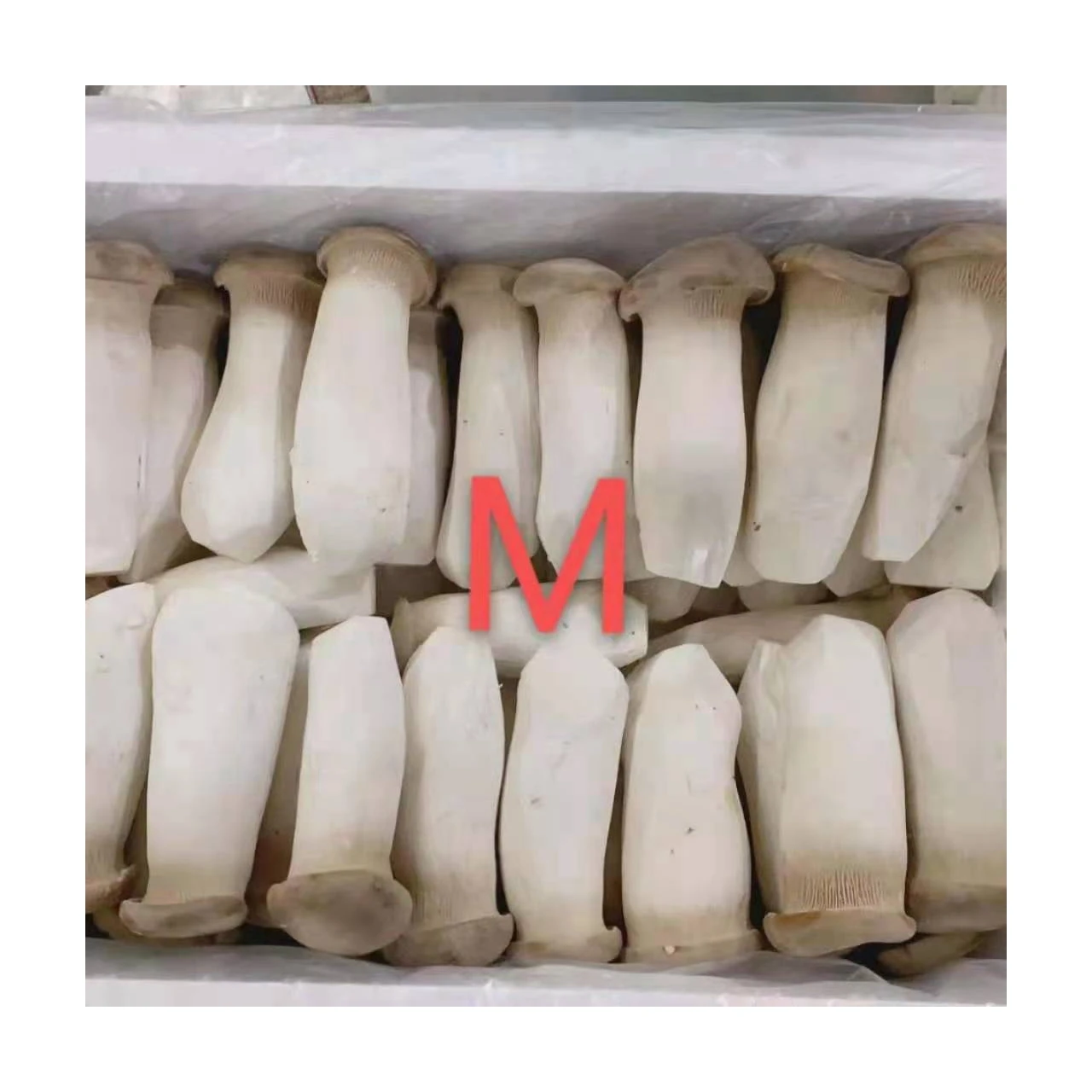 High Quality Material Edible Fungi Fresh King Oyster Mushrooms For Sale