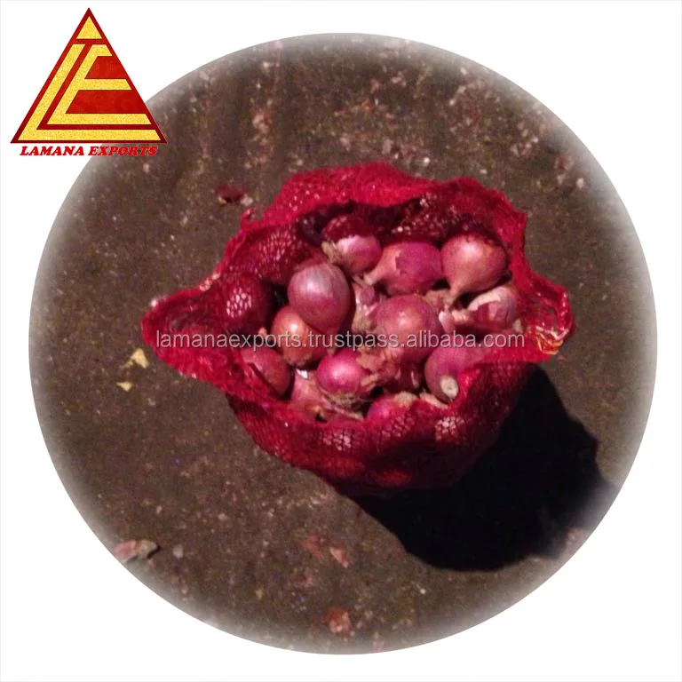 
Fresh Nashik Onion for Vietnam 35mm up Above Premium Quality Non-peeled COMMON Round Liliaceous Vegetabless 
