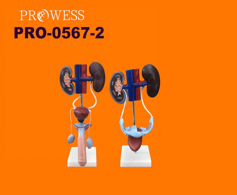 PRO-0567-2 Human male genitourinary reproductive system model, prostate/ kidney anatomy model