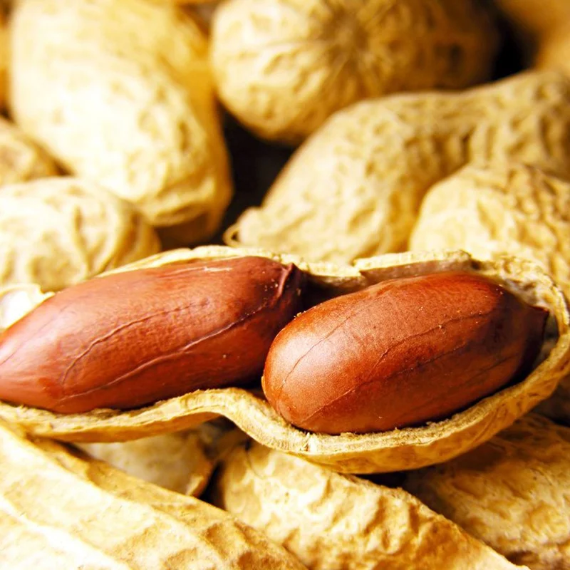 
Factory Supply High Quality Peanut in Peanut Shell And Kernel Price With Best Prices 