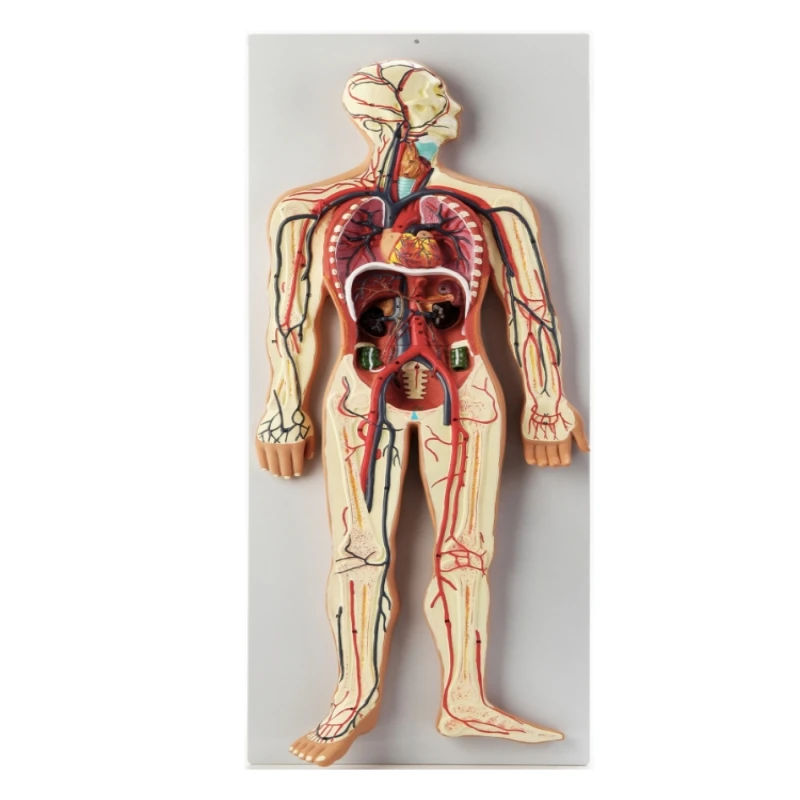 human blood circulation system model Internal organs heart organs vascular anatomy model hospital school teaching aids