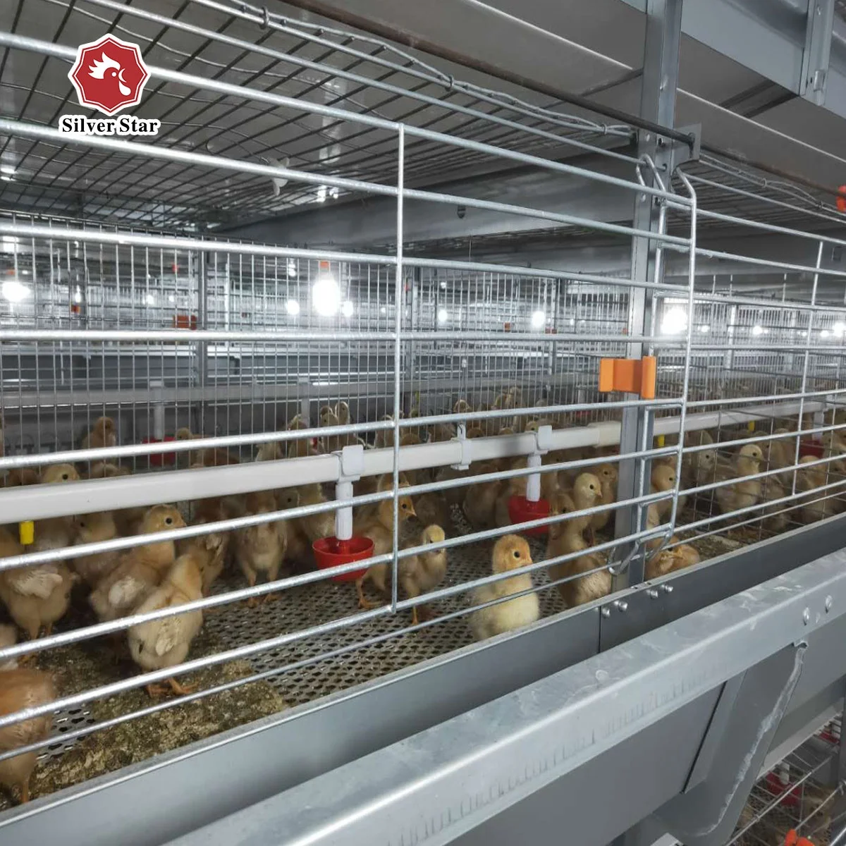 Automatic Chicken Cage With Manure Removal Machine