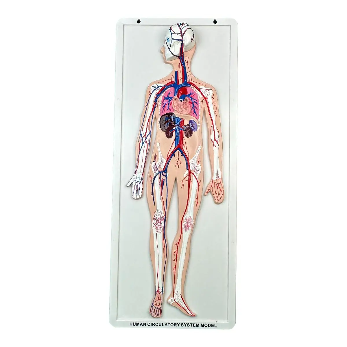 Medical Teaching Exercise Teaching Model of Human Skeletal Anatomy and Blood Circulation System Teaching resources