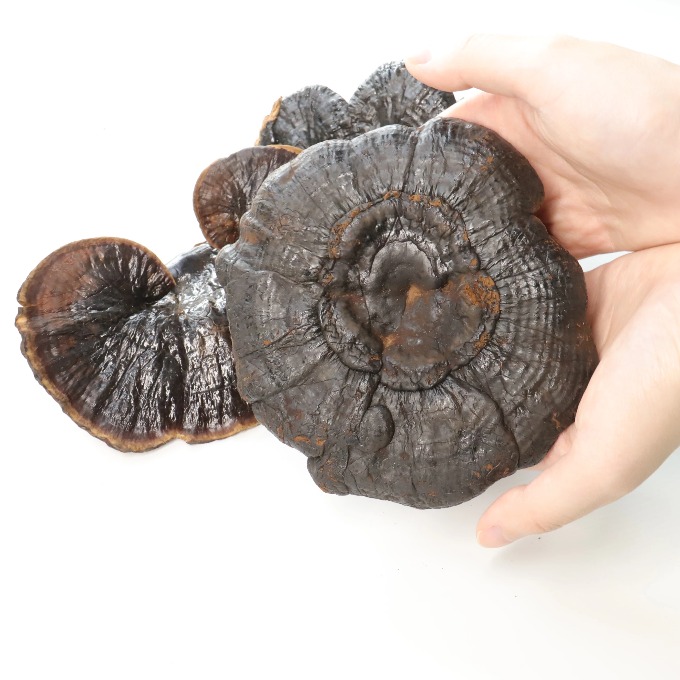 Premium Bulk Pure Black Ganoderma lucidum Organic Reishi Extract Reishi Mushroom Extract