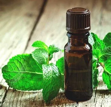 Чистое масло Mentha