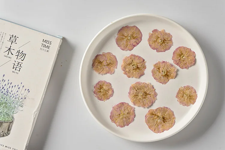 Sakura Cherry Blossoms Card Making Supplies Resin Jewelry Natural Plant  Real Pressed Dried Flower