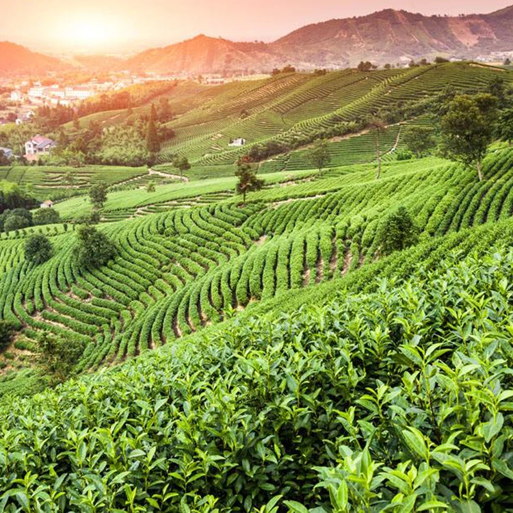 Premium  Matcha powder containing sugar three in one 1kg Matcha milk tea ingredients