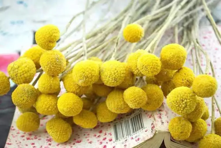 JDL012 Dried Billy Buttons Natural Flowers Factory Outlet Cheap Preserved Craspedia Billy Balls Bouquet For Sale