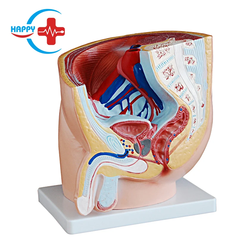 HC-S269 Medical Male pelvic anatomical model/Male pelvis and urinary anatomical model