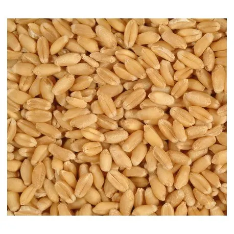 Wholesale Price Dried Wheat Grain Manufacturer