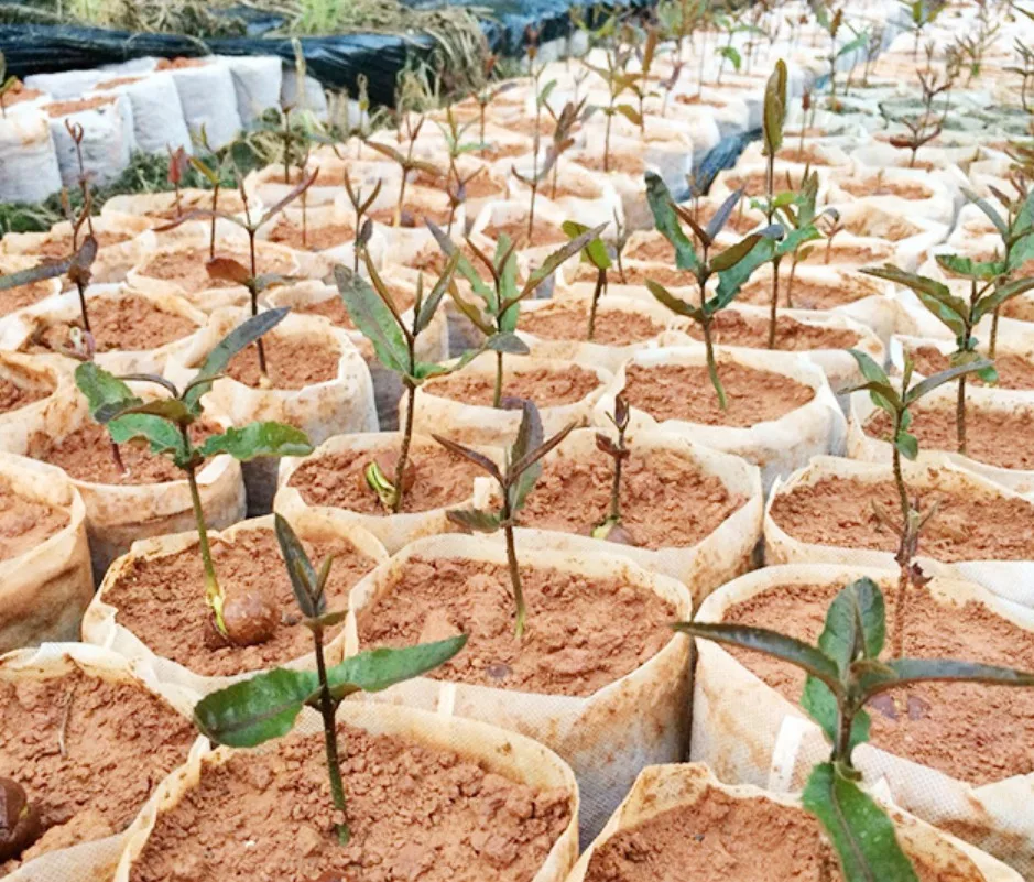 Biodegradable Breathable High Survival Planting Tree Non woven Fabrics Seedling Bag Growing Plant Pot White Nursery Bag