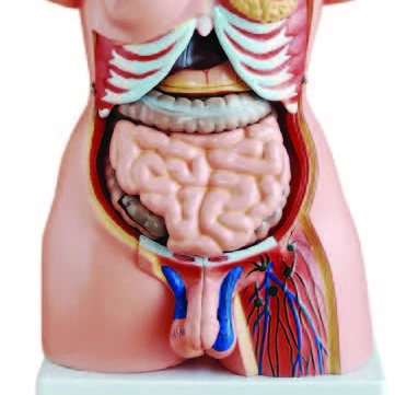 Human Torso Anatomical model Human Biological  educational Human Skeleton