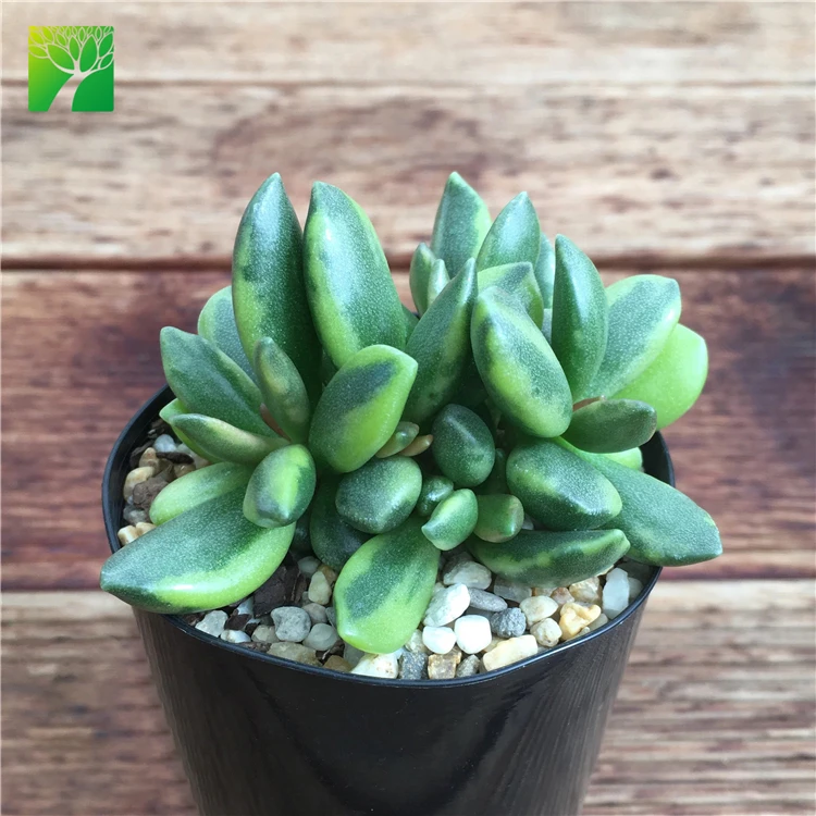 New release rare natural succulent plants Adromischus hemisphaericus variegata plant