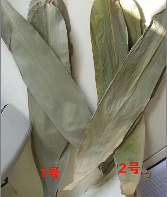 Premium Quality Raw Dried Green Natural Whole Bamboo Indocalamus Leaf