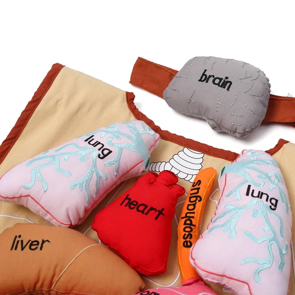 High quality baby english learning toys for leader joy montessori  body organ display apron