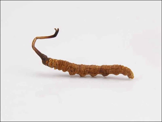 Natural Cordyceps sinensis / wild Worm Grass / dong chong xia cao / chongcao