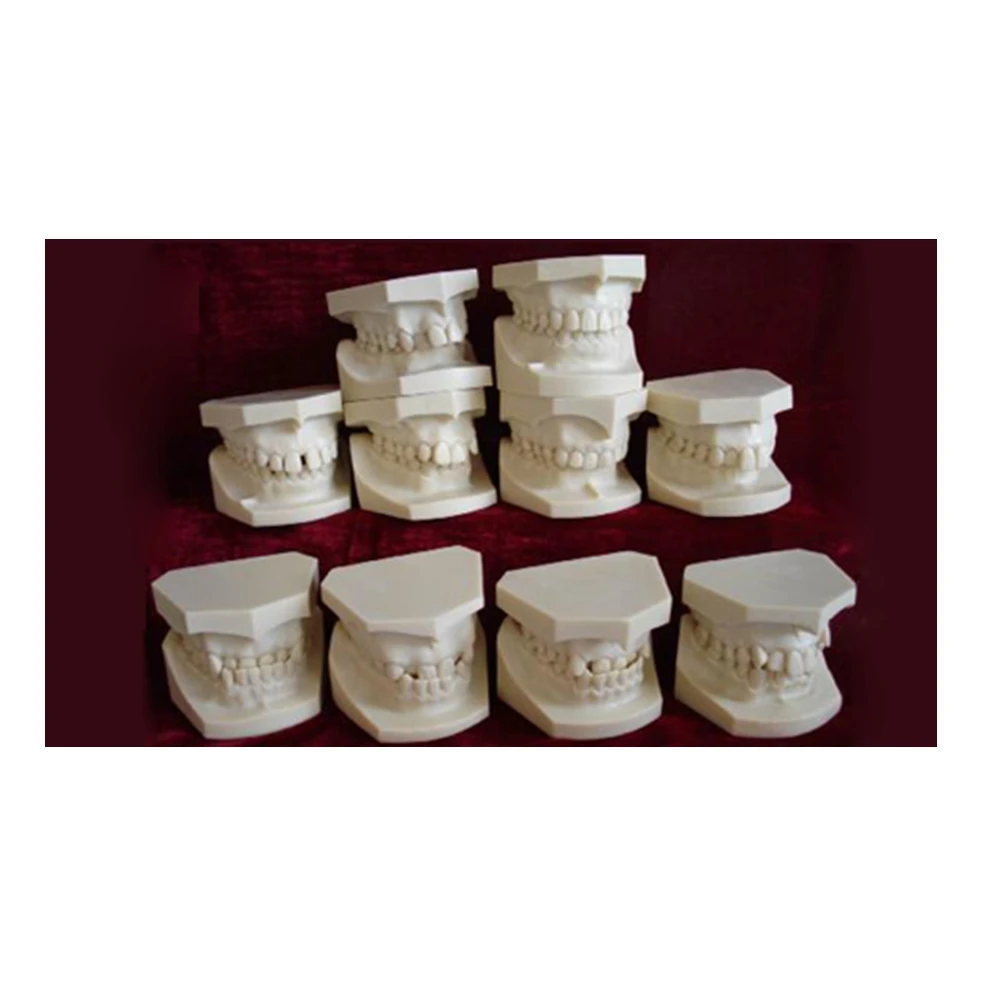 Dental Orthodontic Classification Education Study Teeth Model
