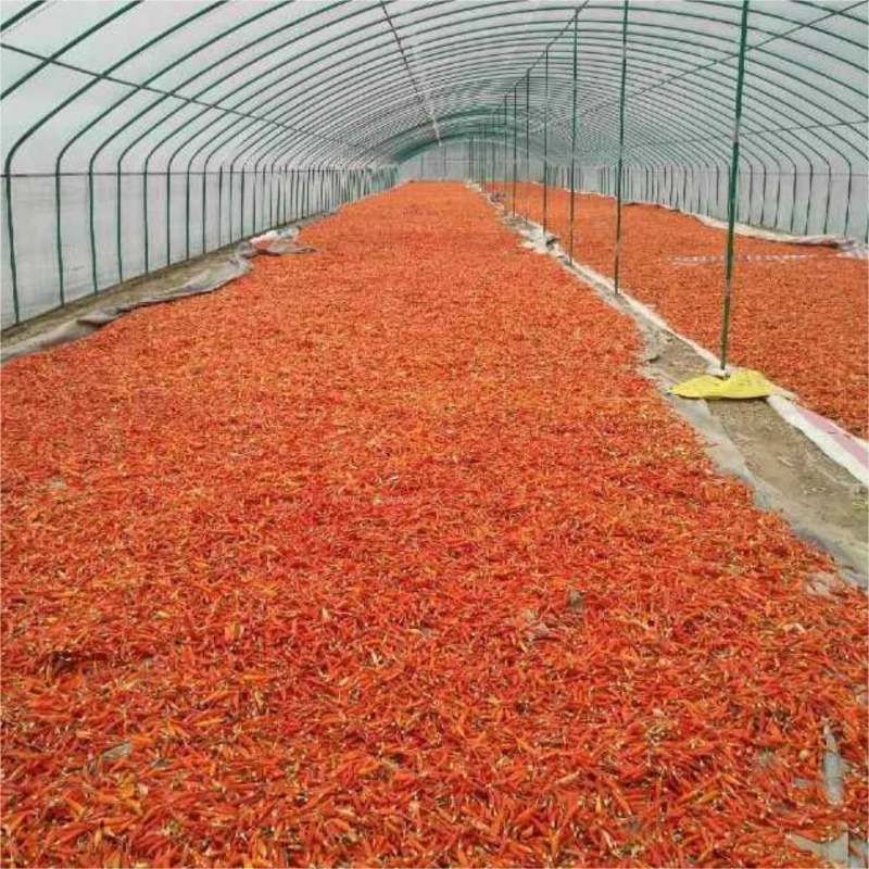 Wholesale Dried Herb Granule Chili Natural AD Raw Hot Spicy Chili Sauce Sichuan Red Pepper Seeds Fd Chili Devil Pepper