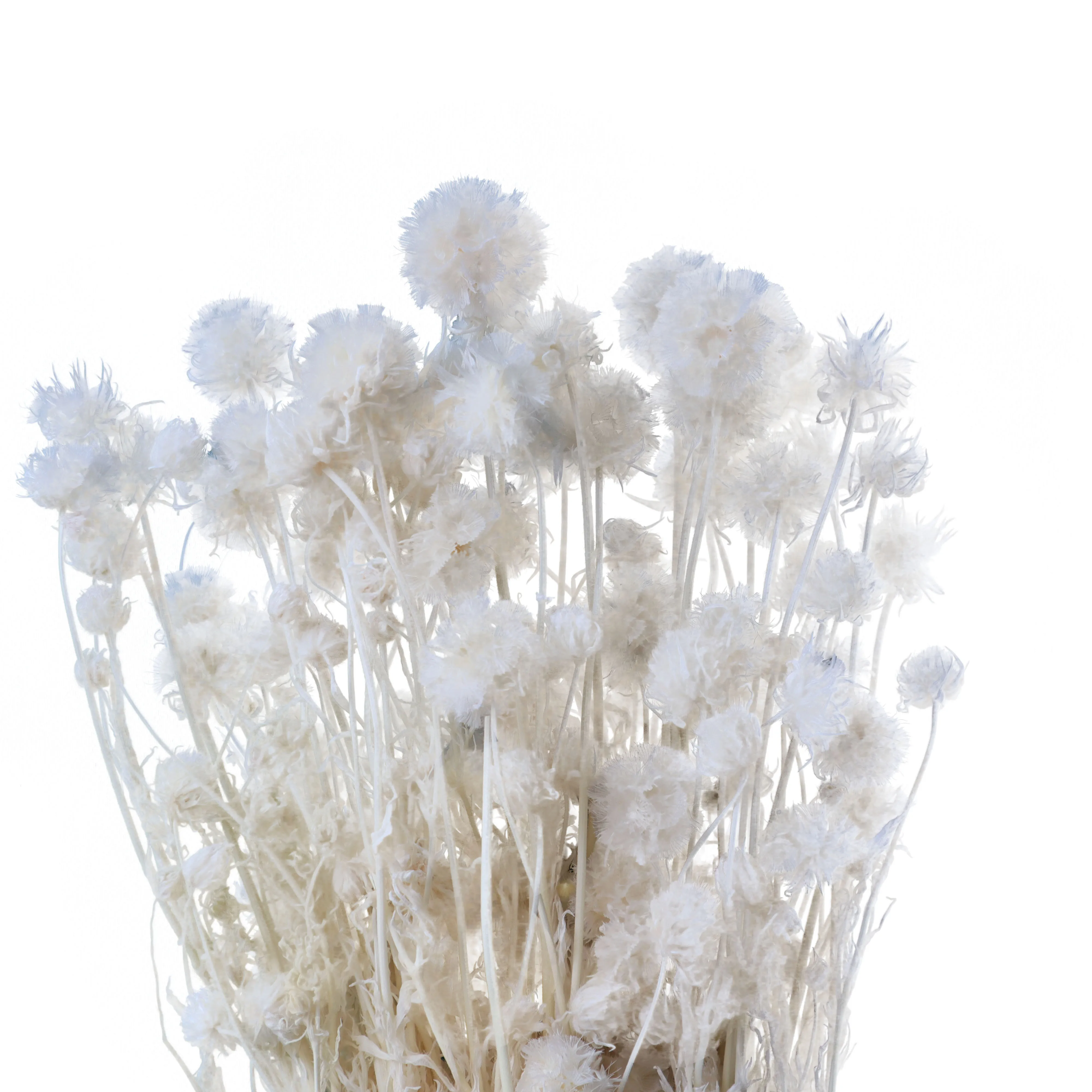 2021 Hot Selling Real Preserved Dried Flower Windmill Fruit Flower Nature Plant Preserved Flowers