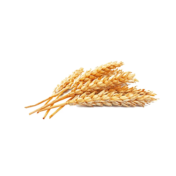 
100% Organic Long Wheat Grain at Lowest Market Prices 