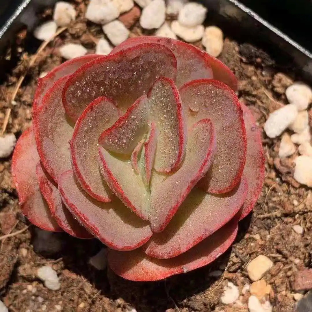 LG 017 Echeveria Suyeon 6.5cm pot Live Succulent live Plant woody plant cactus bonsai indoor gardening