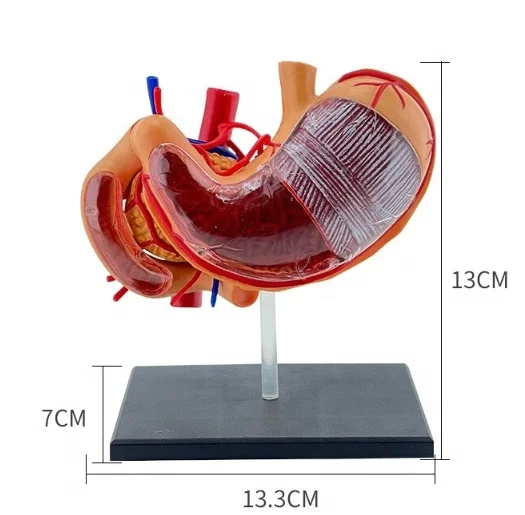 Medical Teaching Human Organ Model 4D Assembled Stomach Structure Anatomy Model  Stomach Anatomy Model