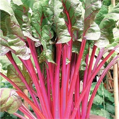 
Biennial Herb Chinese Healthy Food Red Chard Garden Lettuce Vegetable Seeds for Sowing 