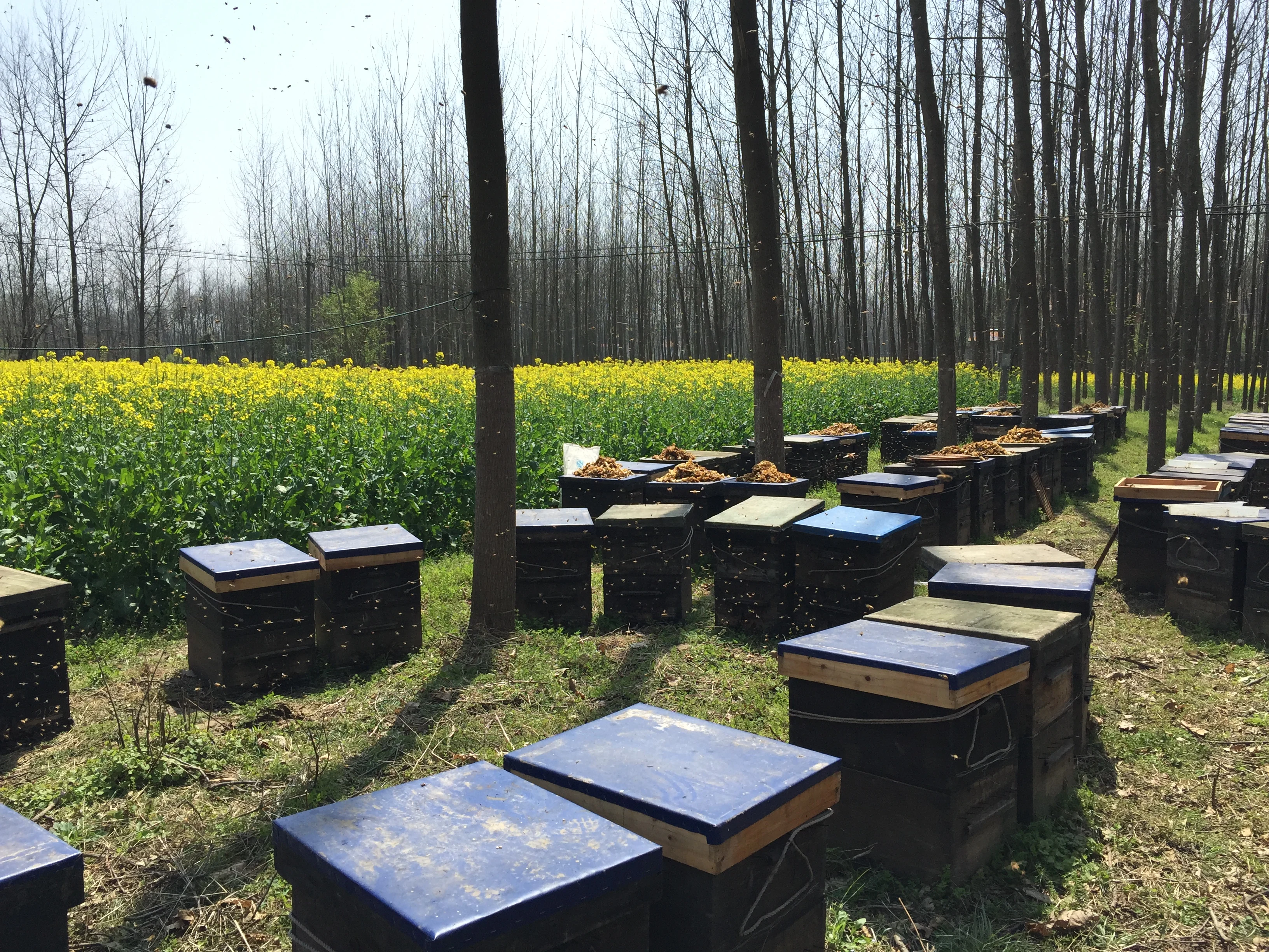 Best Selling Pure Mustard Flower Honey Exporter