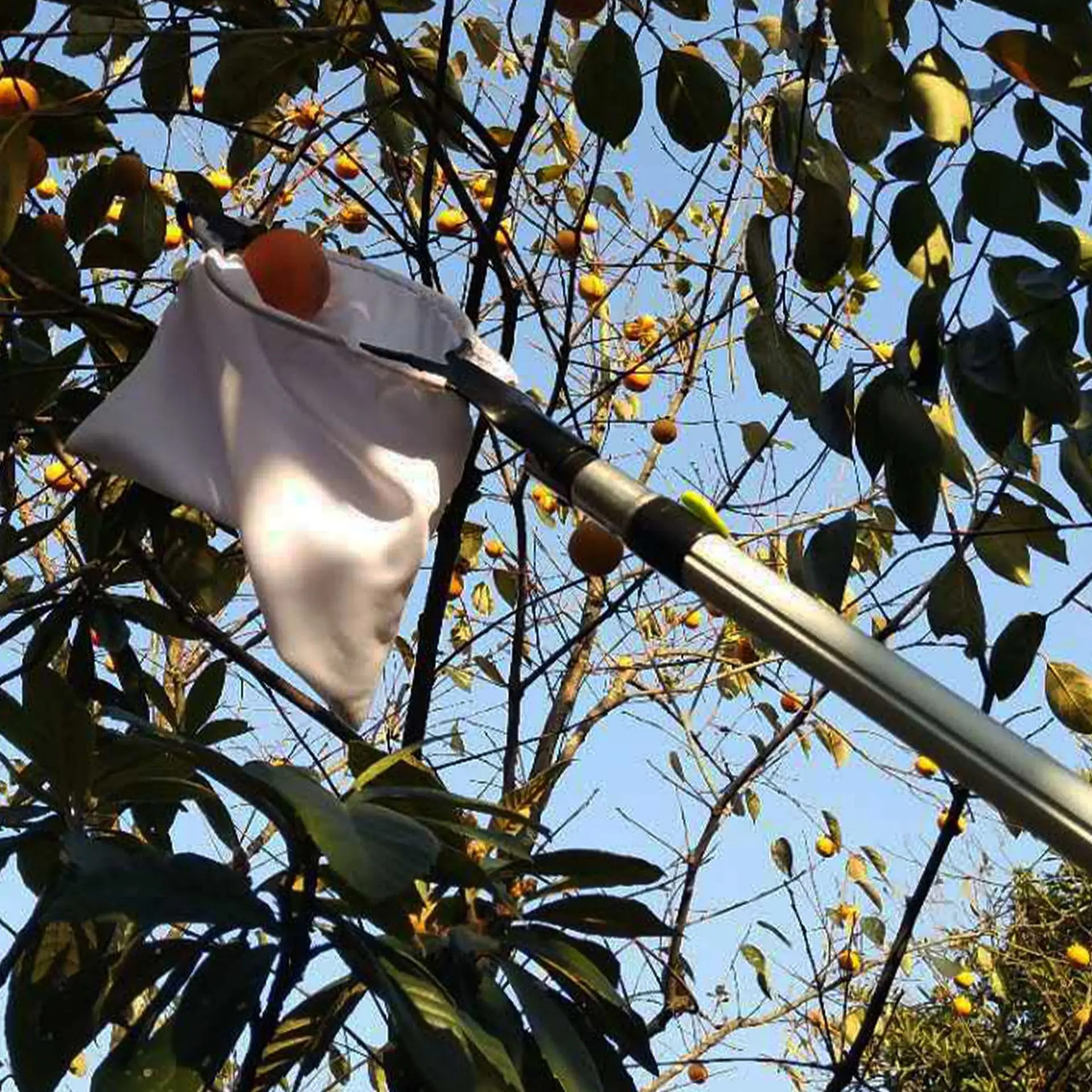 Wholesale Blade type high-altitude picker High branch scissor Telescopic Rod Fruit picker