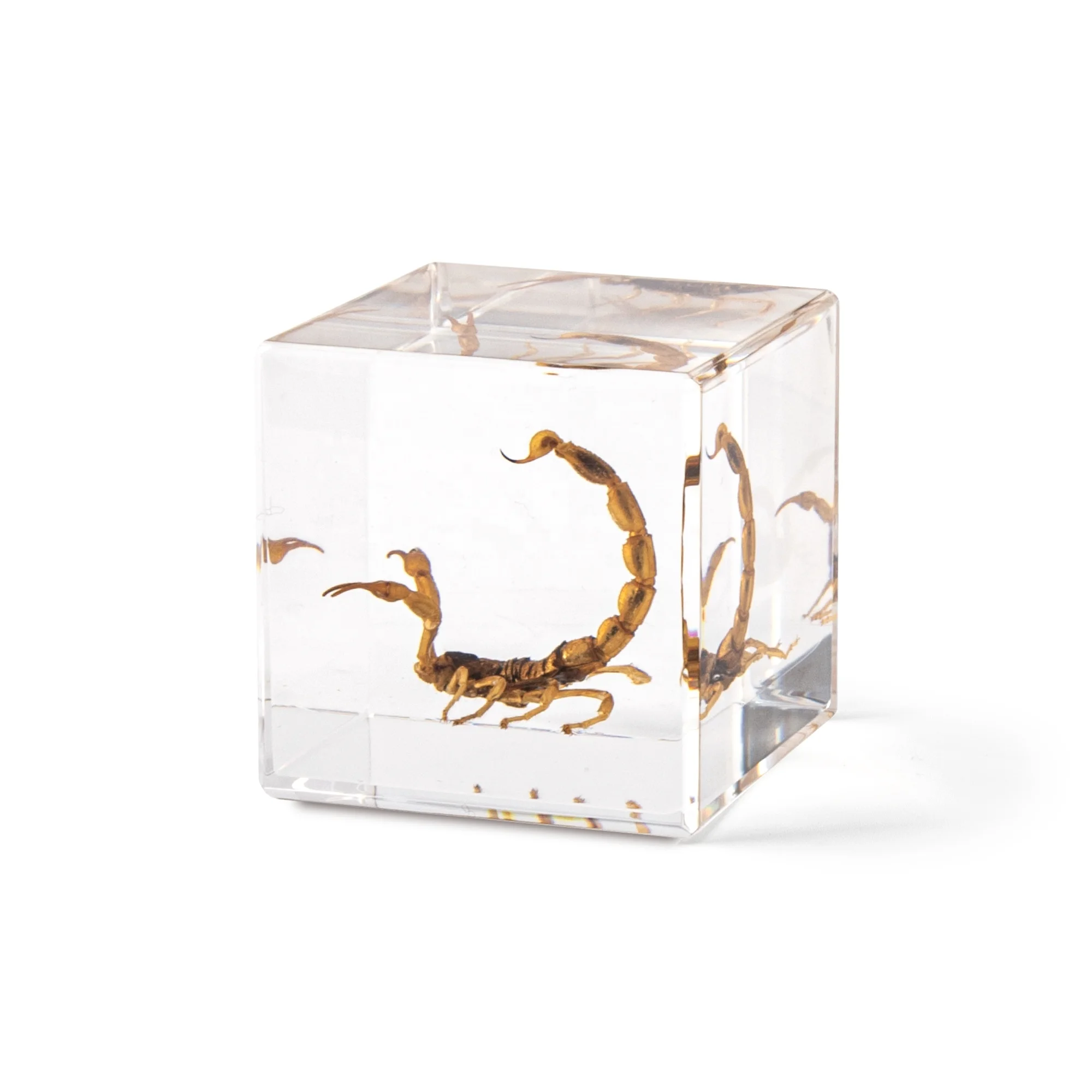 New Design Souvenir Gifts Real Insect Specimen Embedded In Epoxy Resin Lucite Decor