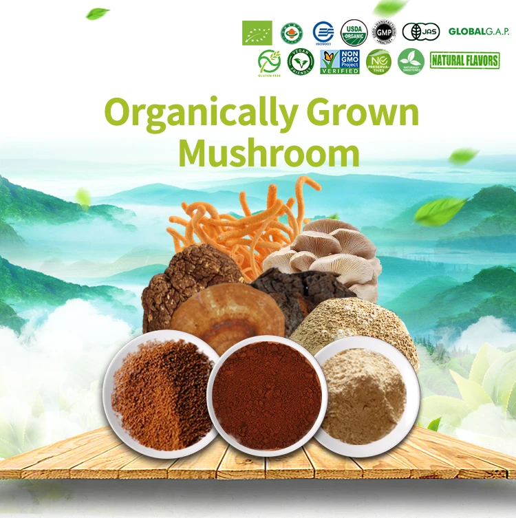
organic chaga mushroom powder siberian extract 100:1 
