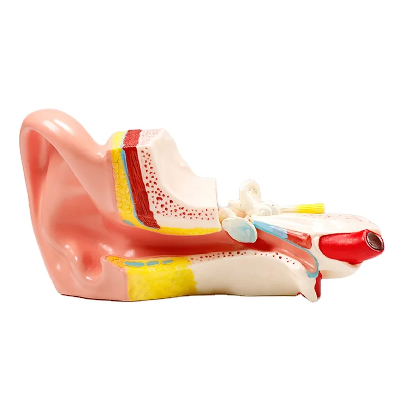 ADA-A1058 PVC Anatomical Middle Ear Model for Educational Use in Schools and Hospitals 3 times magnification.