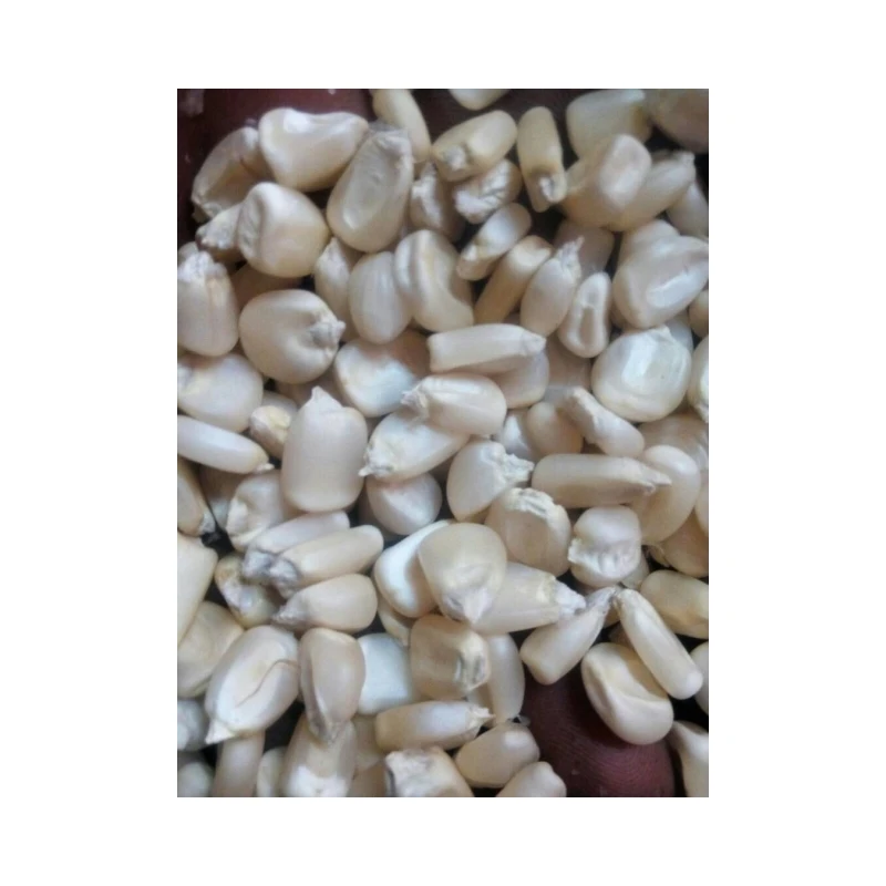 Best Quality White Sweet Frozen Style White Maize Corn at Good Price wholesale Sale from Tanzania
