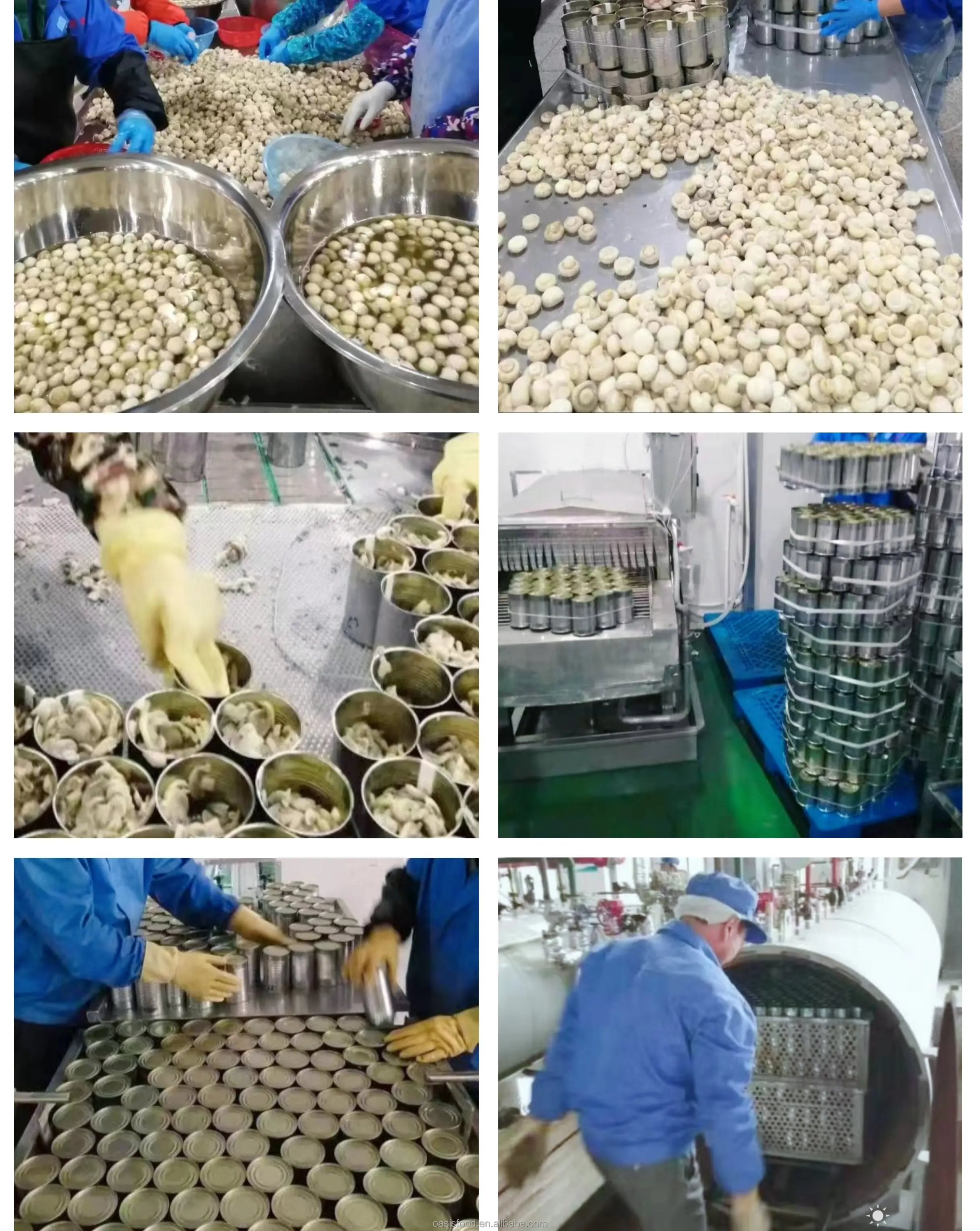 New Crop Selected Quality Canned Sliced Mushroom China Supplier of Canned Mushroom