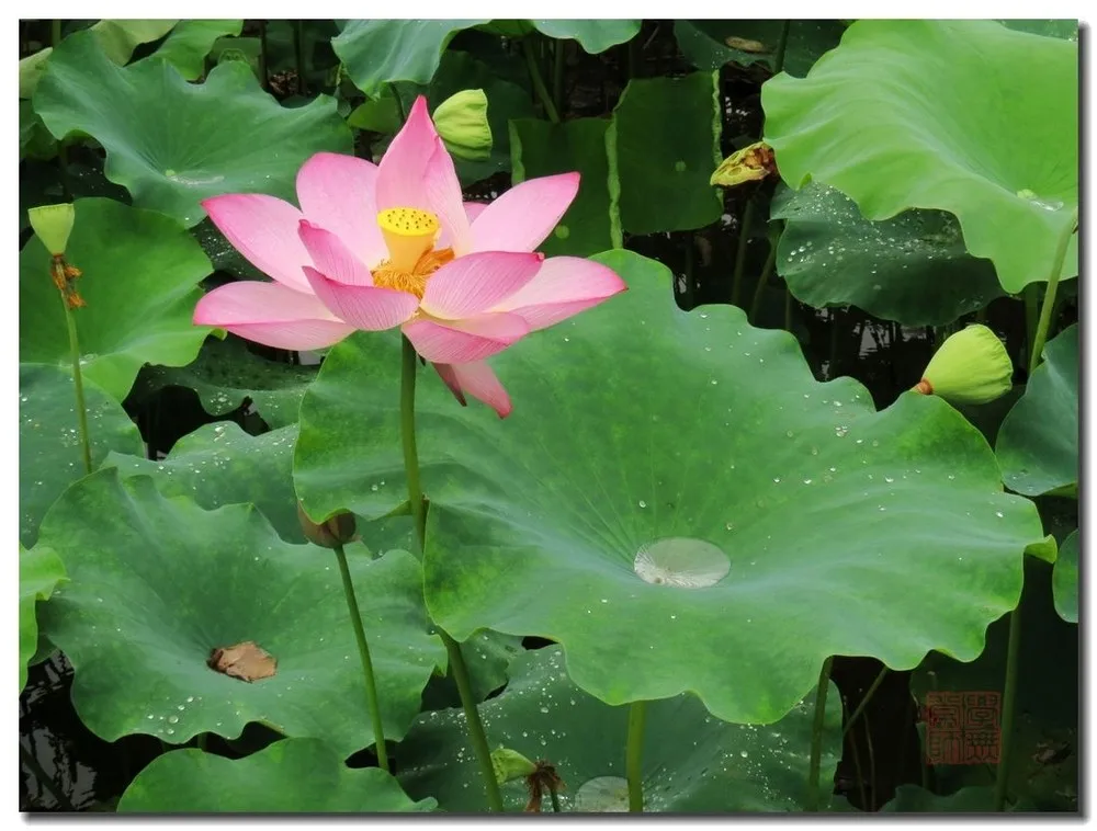 
Pure Lotus leaf extract Nelumbo nucifera extract lotus leaf extract powder 