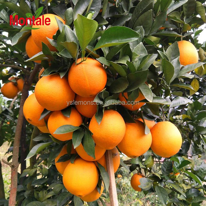 Montale, свежие оранжевые, летние, оранжевые, апельсины, пупка, апельсины (1600240612145)