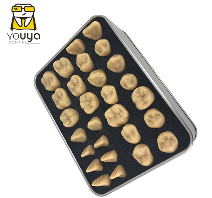 Human Dental 2 Times Carving Guide Teeth Model