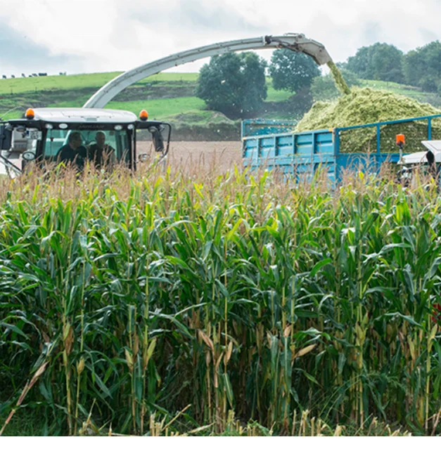 Corn silage (cattle feed) drying corn silage hay baler exporter Oman/ Kuwait