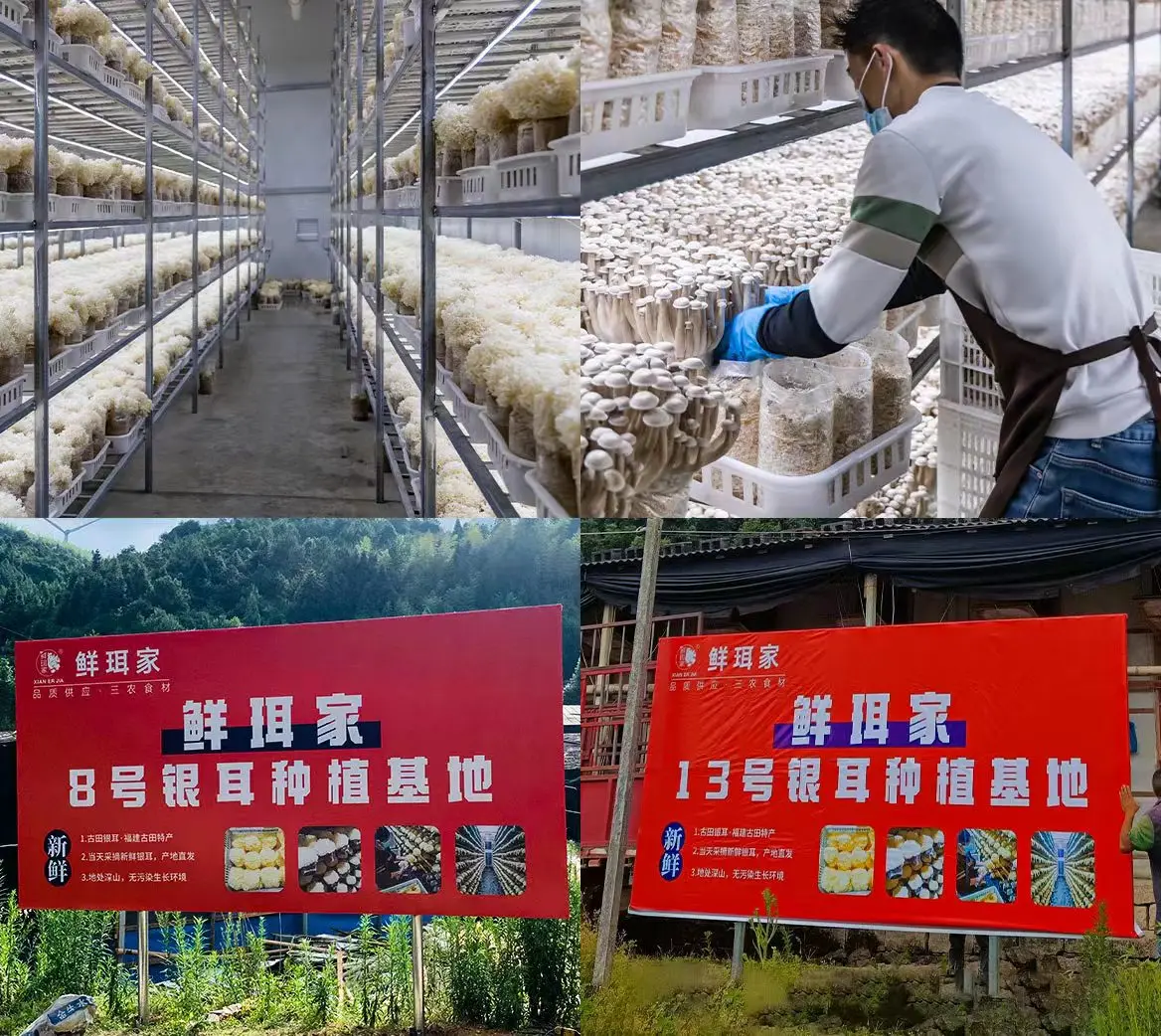 Food Grade King Oyster Mushroom Sliced Dried Pleurotus Eryngii Mushroom Sliced Oyster Mushroom