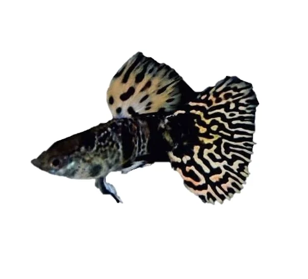 
YELLOW KING COBRA GUPPY FISH - Multicolor Thailand Guppy Fish Premium Quality Ornamental Aquariums 