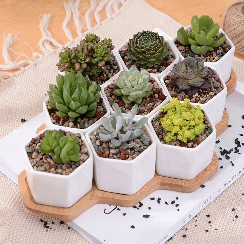 Simple white creative succulent plant ceramic small hexagonal set 9 with bamboo bracket zakka combination potted flower pot