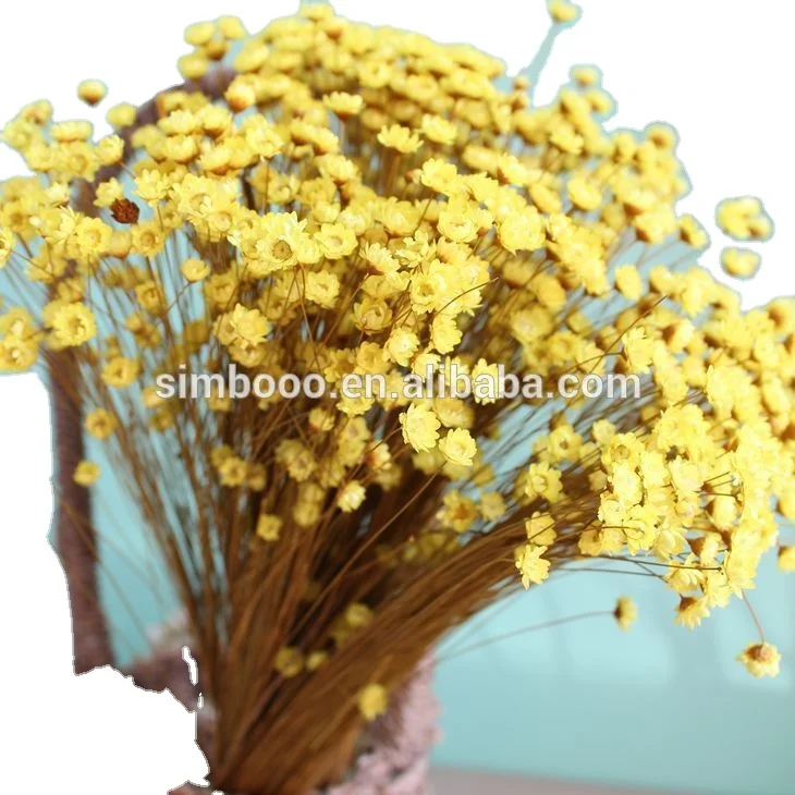 2017Factory direct sale, Small star of Brazil, little daisies of eternal flowers