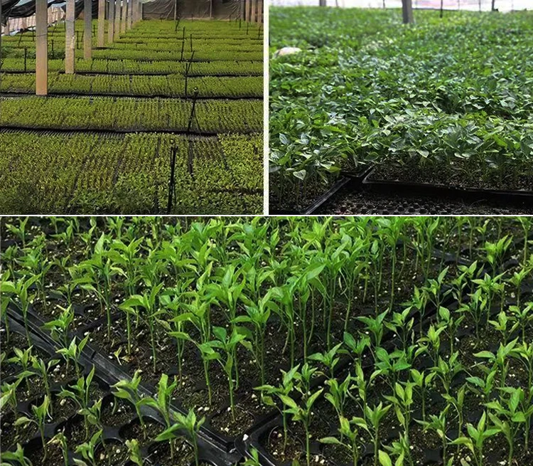 Seedling Trays Wholesale Seedling Tray Manufacturer sale 21 cells Flower Vegetables Plant Germination Growing Nursery Tray