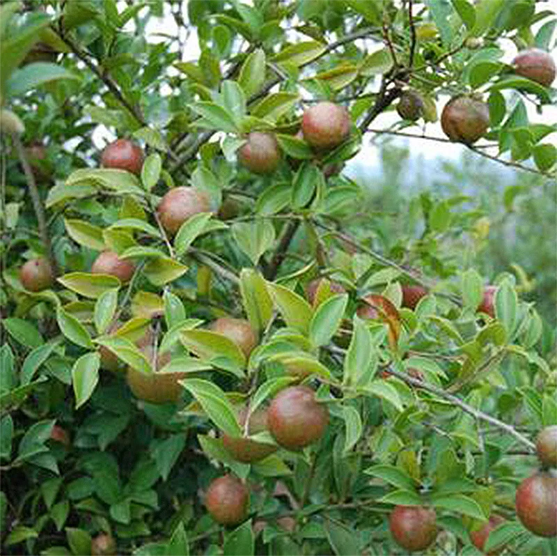 Natural pesticides Aquaculture product snail killer tea-seed-cake tea seed meal without straw