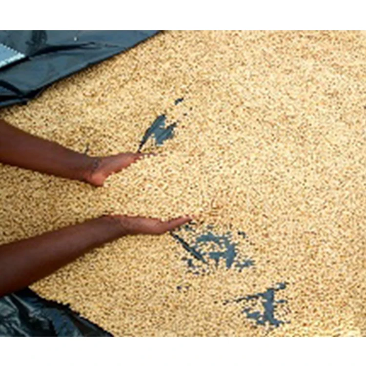 
high quality NON GMO BENIN SOYBEAN SEED WITH HIGH PROTEIN CONTENT 