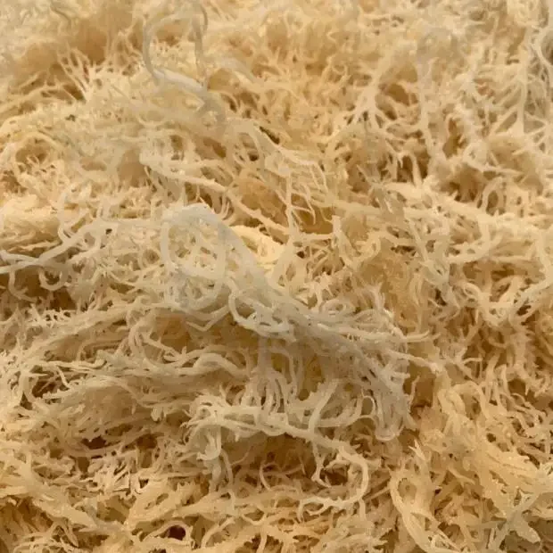 Healthy Raw Wildcrafted Organic Pure Gold Bulk Private Label Dried Irish Sea Moss