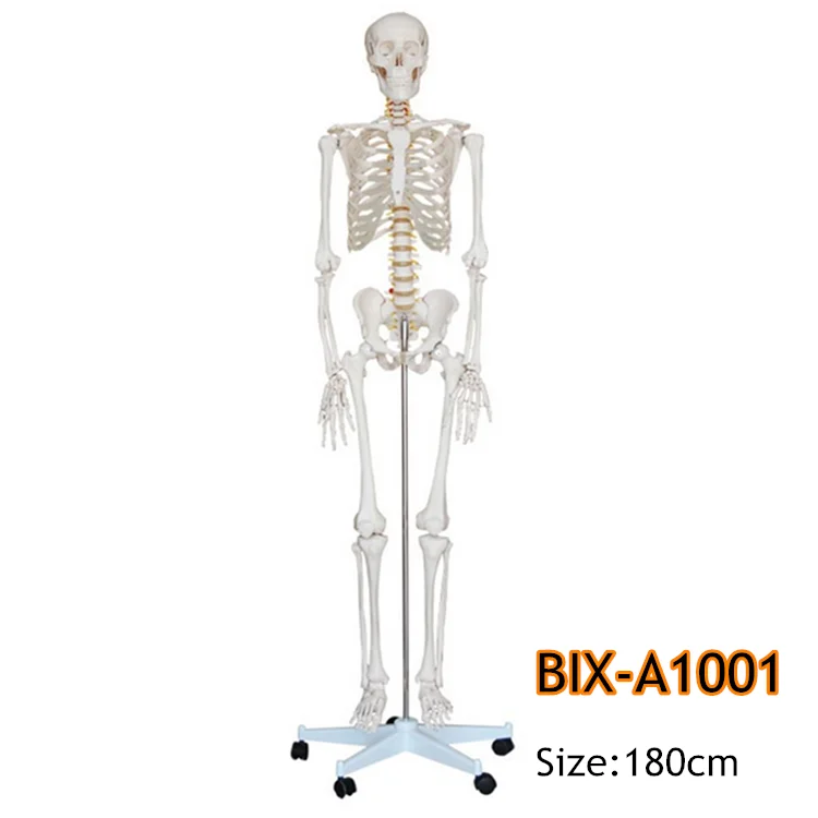 BIX-A1001 медицинская медицина в натуральную величину 180 см человеческий подвижный скелет